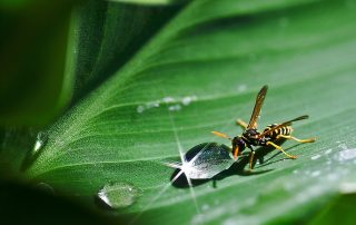 Macrofotografie