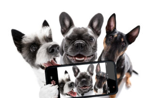 Een unieke foto van drie honden die samen een selfie maken met een telefoon, een speelse en creatieve draai aan hondenfotografie.
