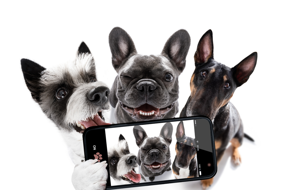 Een unieke foto van drie honden die samen een selfie maken met een telefoon, een speelse en creatieve draai aan hondenfotografie.