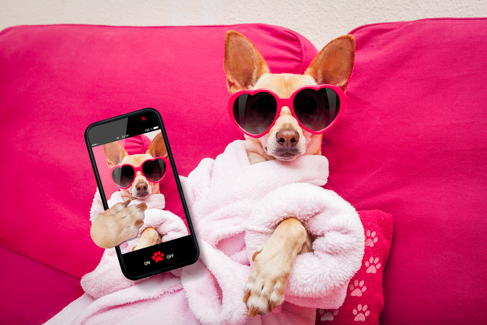 Een ontspannen hond met een hartjesbril op, die een selfie maakt, vastgelegd door een hondenfotograaf, weerspiegelt een speelse en liefdevolle sfeer.