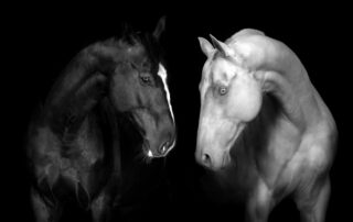 Een monochrom foto waarin een wit en zwart paar staat voor het contrast.