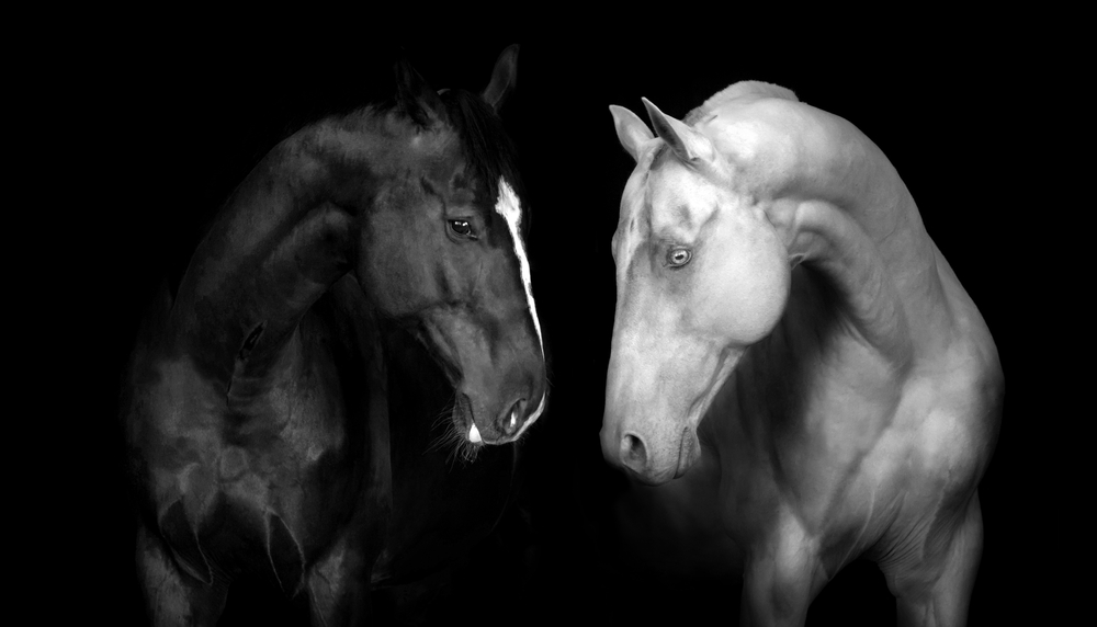 Een monochrom foto waarin een wit en zwart paar staat voor het contrast.